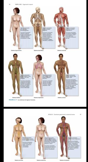 Kenneth S . Saladin- Anatomia y fisiología  La unidad entre forma y función
